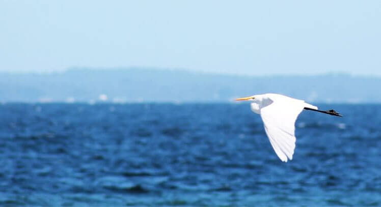 Ave marina sobrevolando un lago en Pucón.