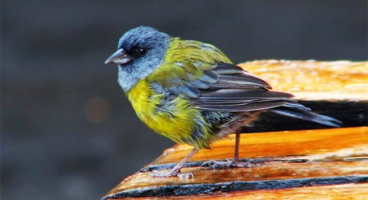 Observación de aves en Pucón.