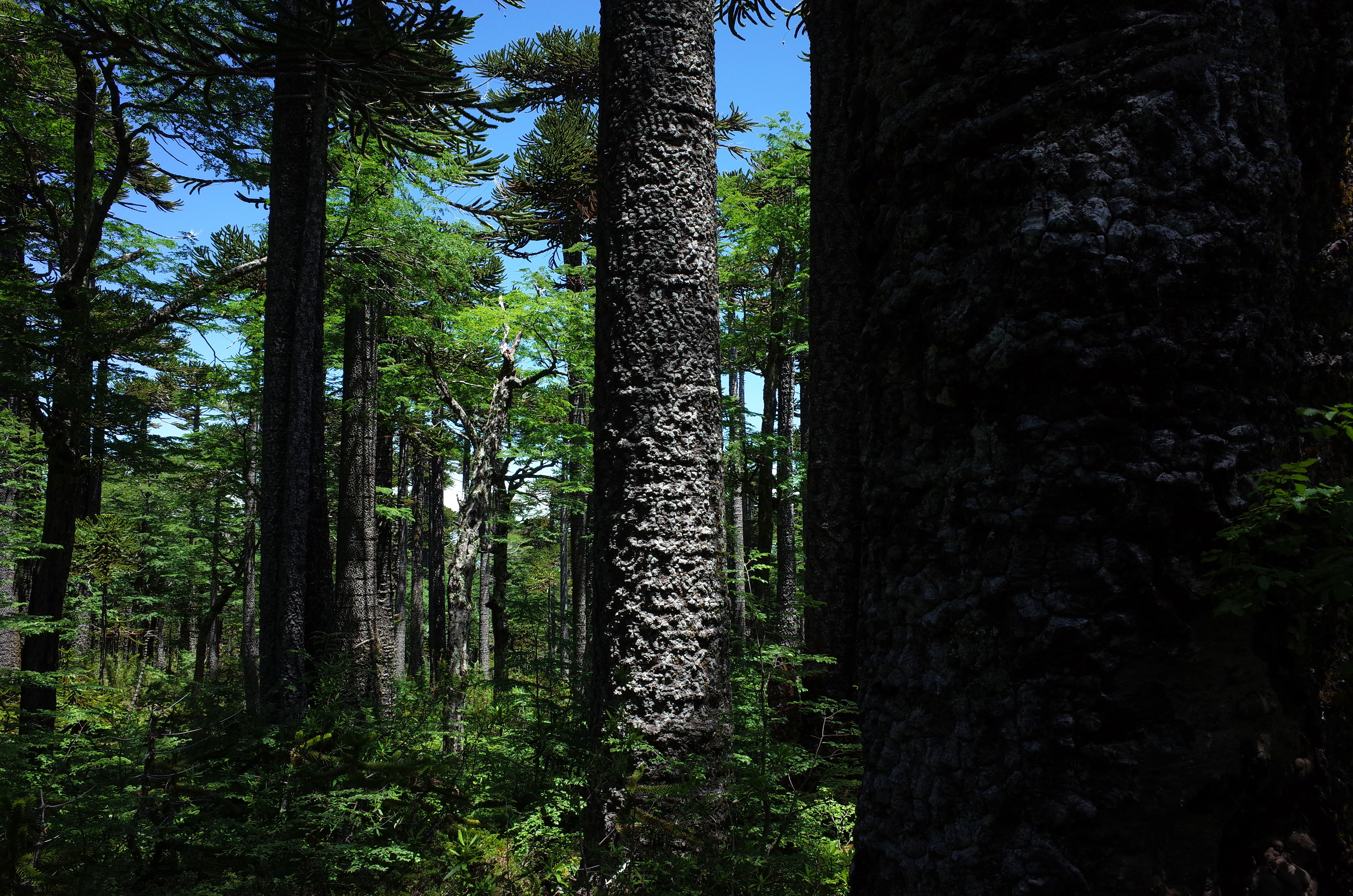 Bosque de araucarias