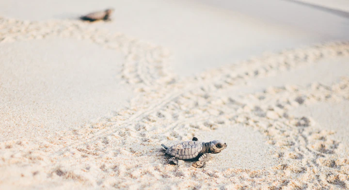 Liberación de Tortugas