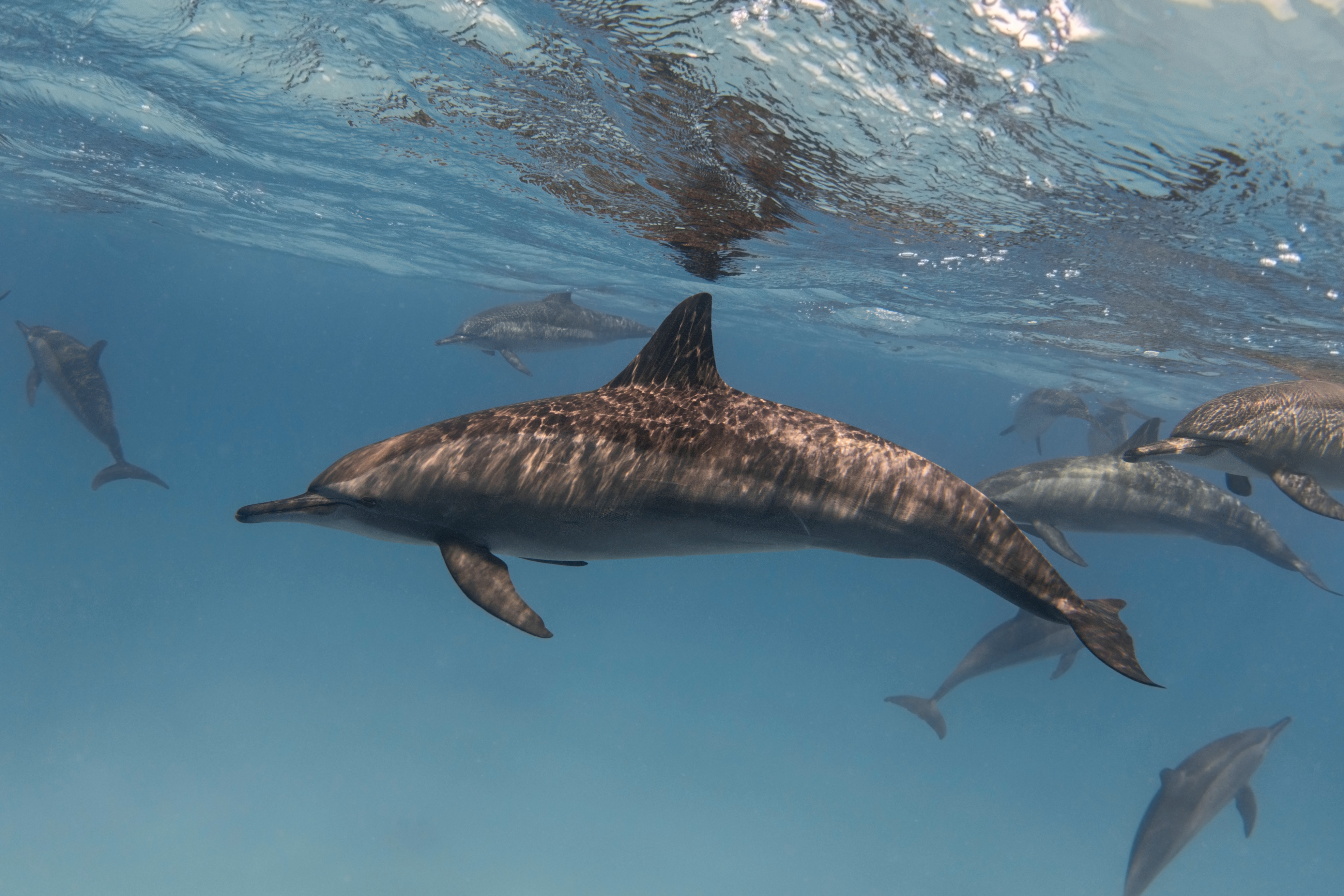 Delfines en el océano  