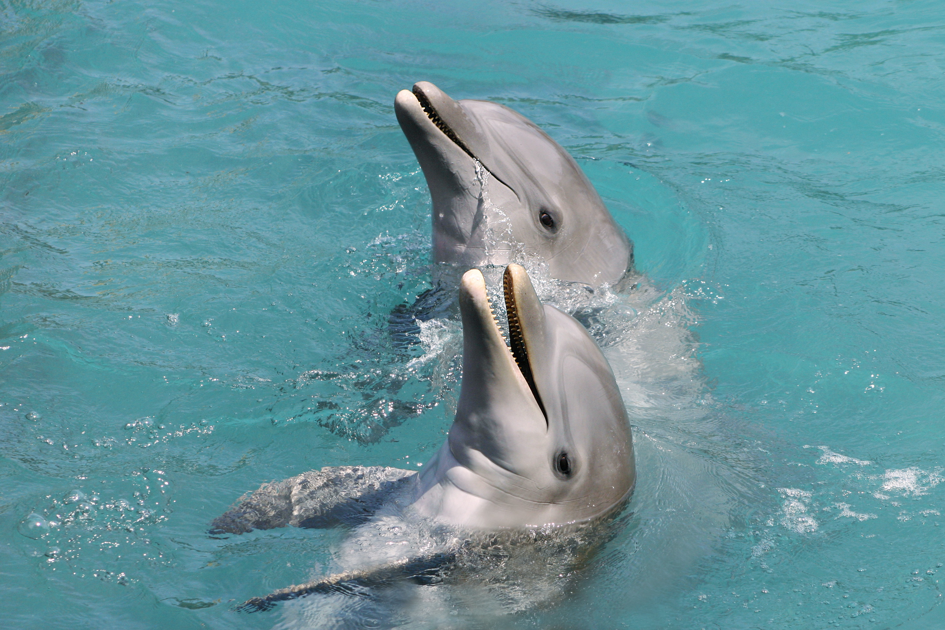 Delfines