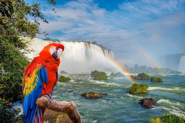 Catartas de Iguazú y parque de aves