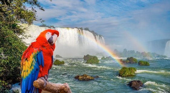 Catartas de Iguazú y parque de aves