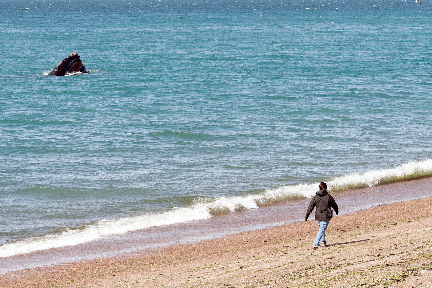 Ballenas orilla playa