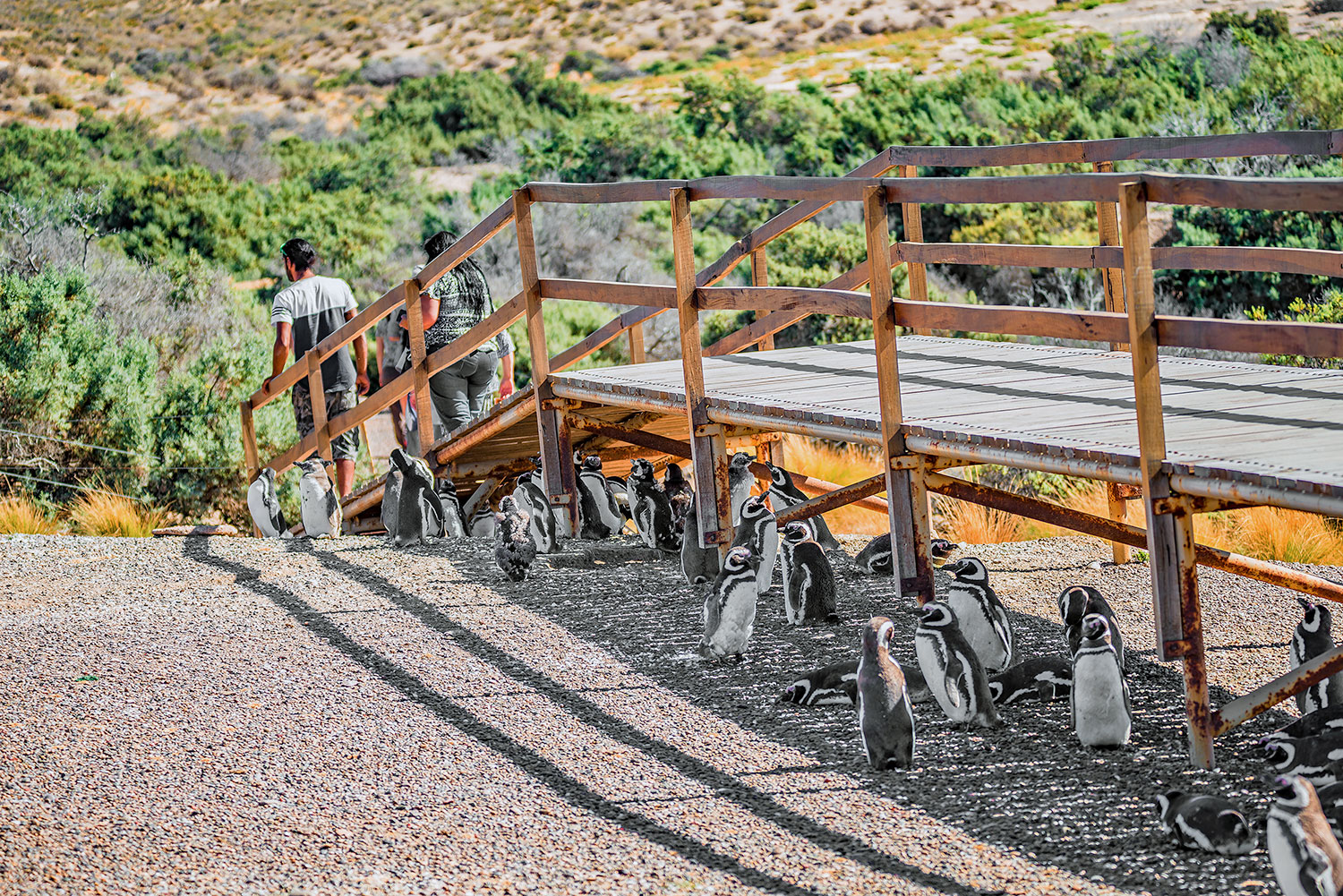 Pasarela Punta Tombo