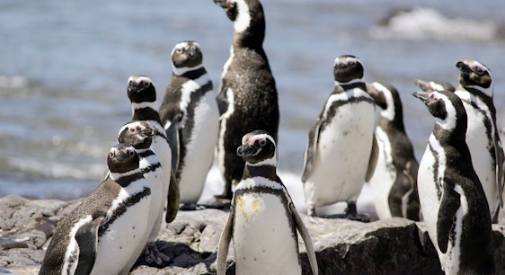 Pingüinos magallánicos