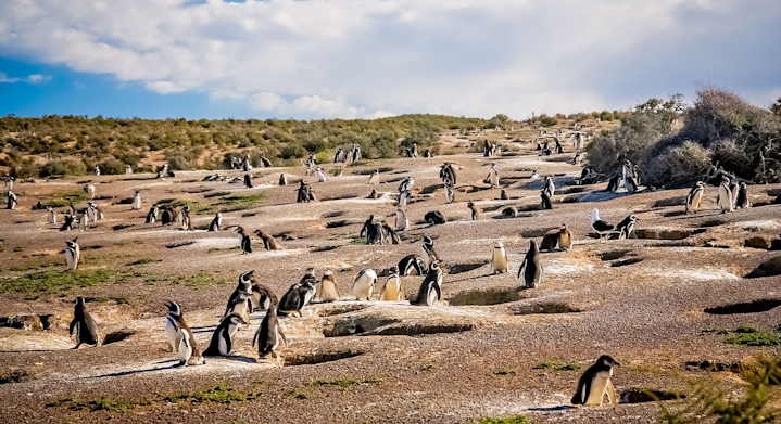 Punta Tombo