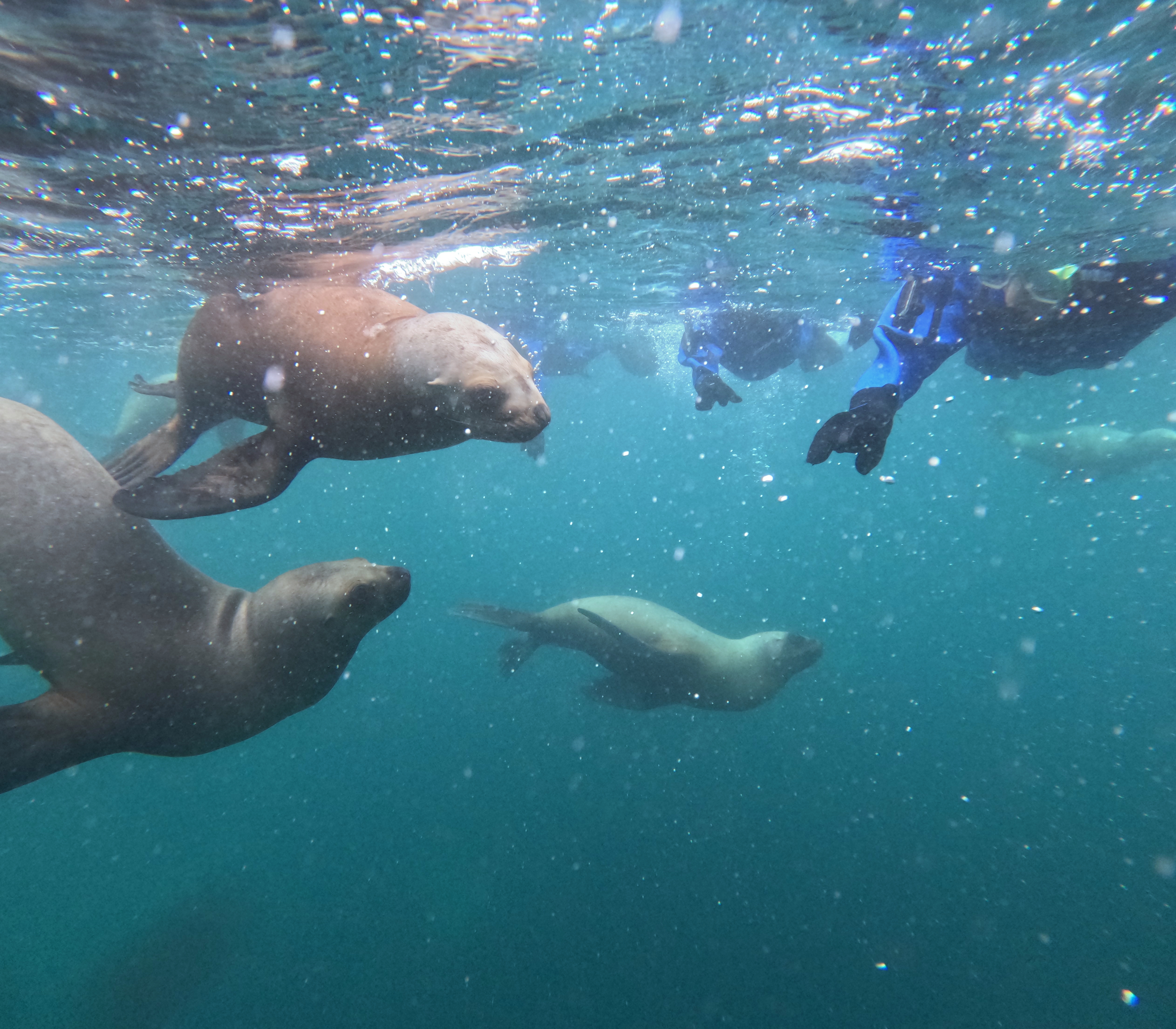 Lobos Marinos en el mar y snorkel
