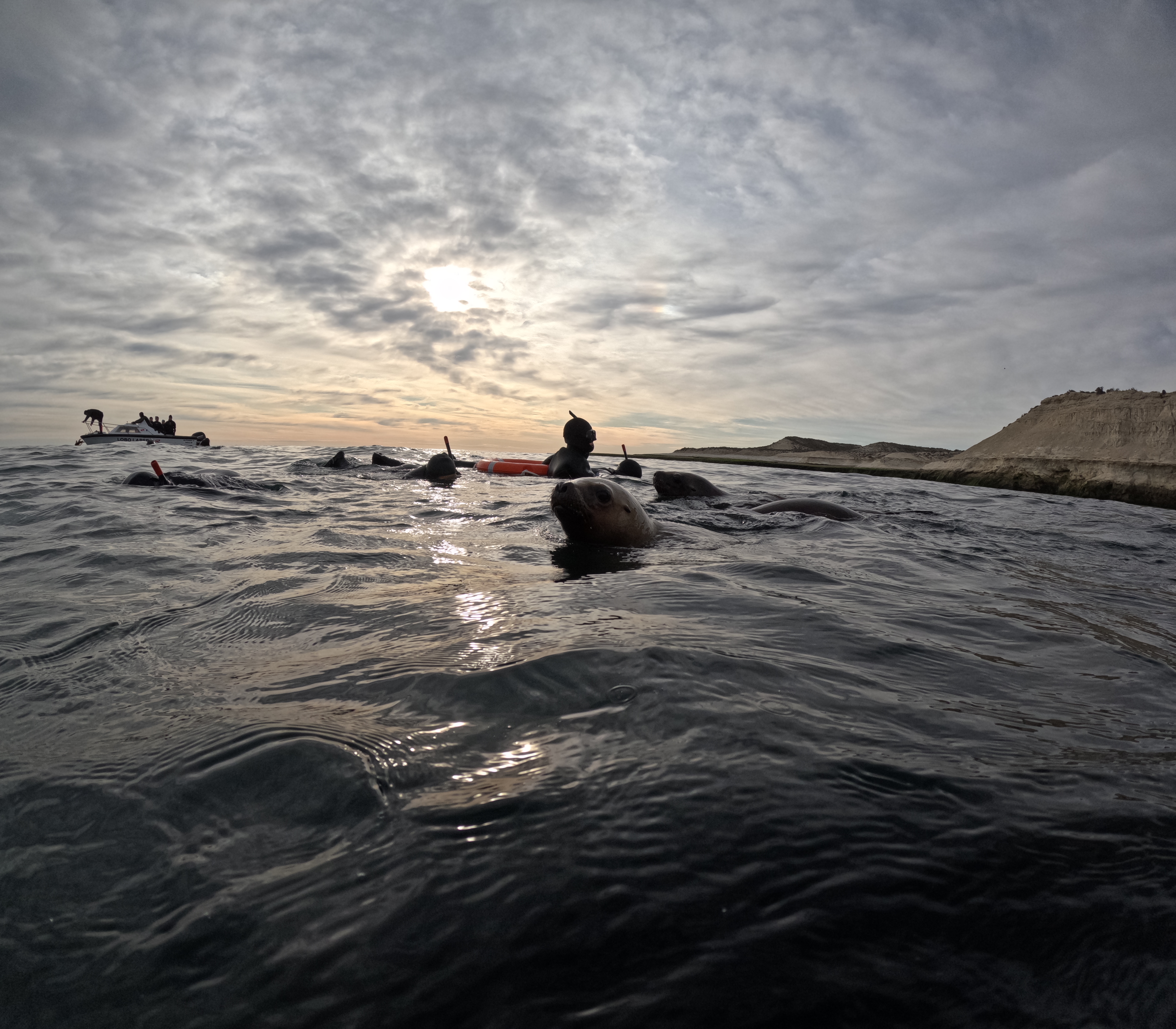 Lobos Marinos en el mar