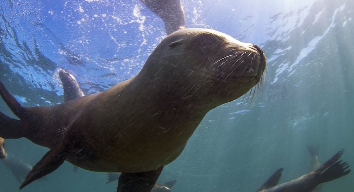 Snorkel Leões Marinhhos