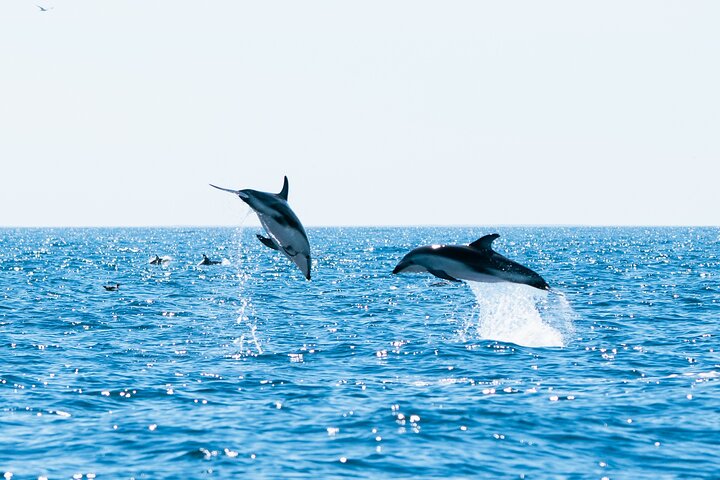 Delfines