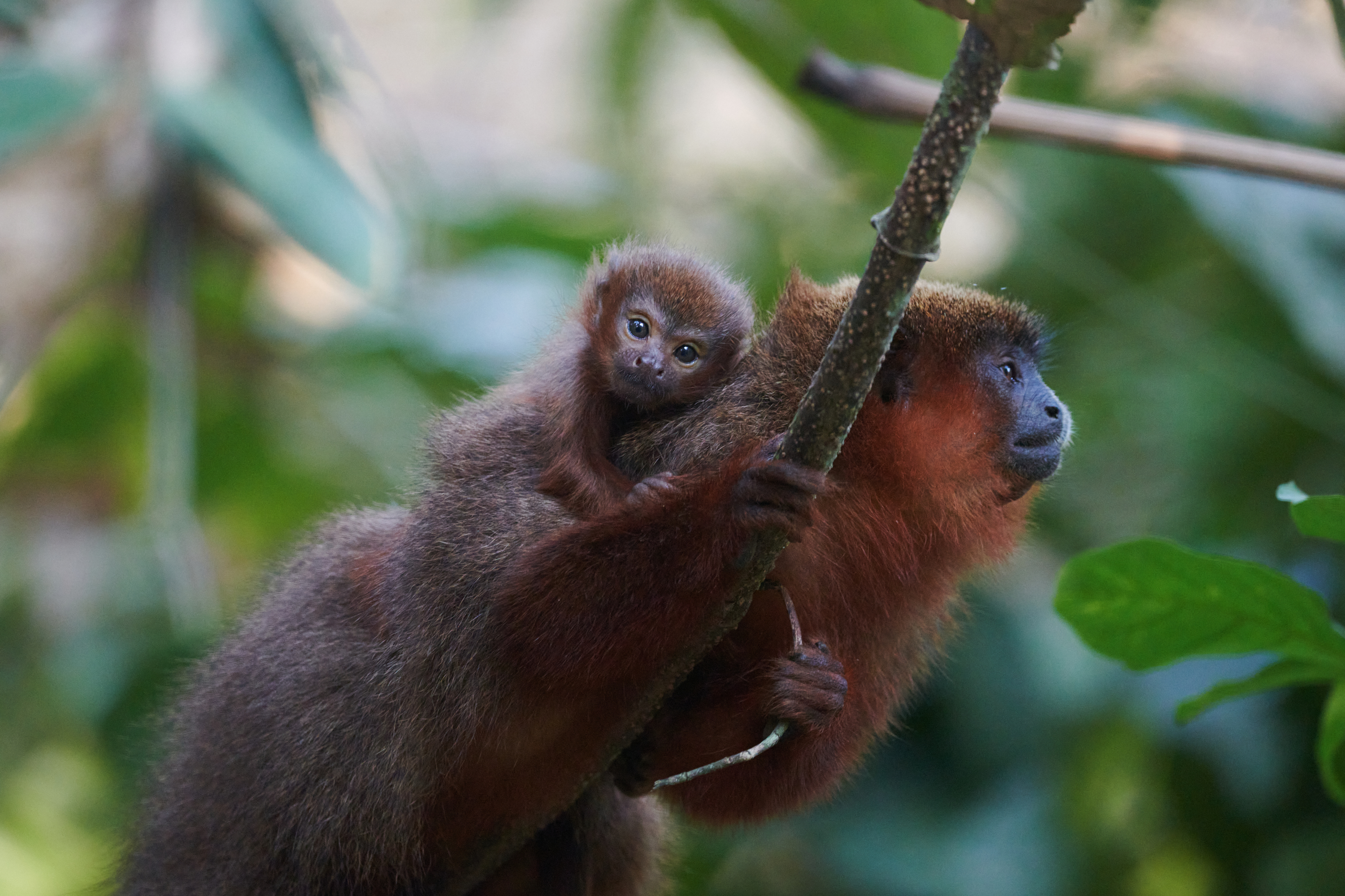 Mono tocón de pelaje rojizo con su cría en la espalda, aferrado a una rama en la selva amazónica de Perú