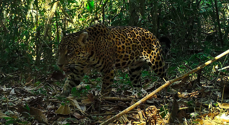 Imagen Refugio Amazonas (4 días) en Puerto Maldonado Jaguar