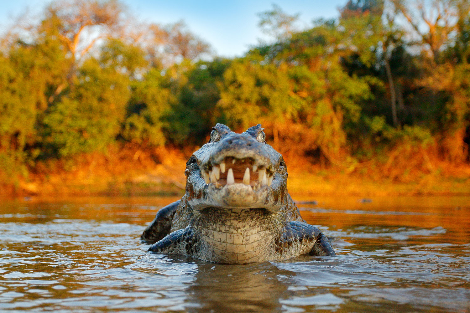 Collpa Chuncho de Guacamayos (2 días) excursión