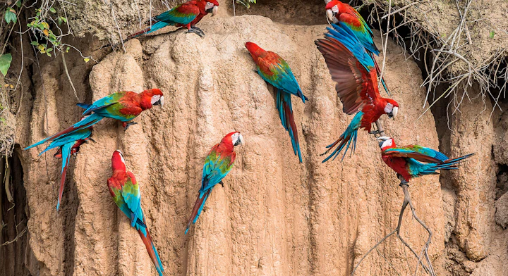 Collpa Chuncho de Guacamayos (2 días) actividad