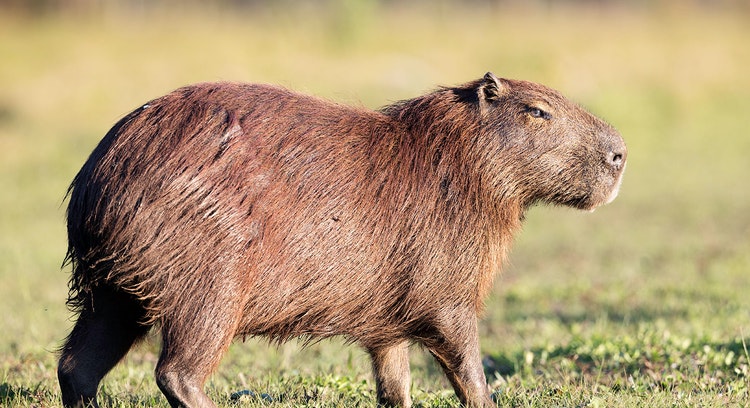 Capibara