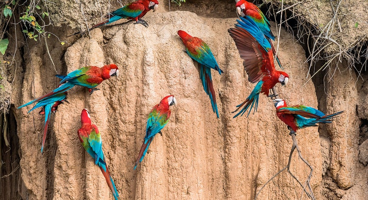 Collpa de guacamayos