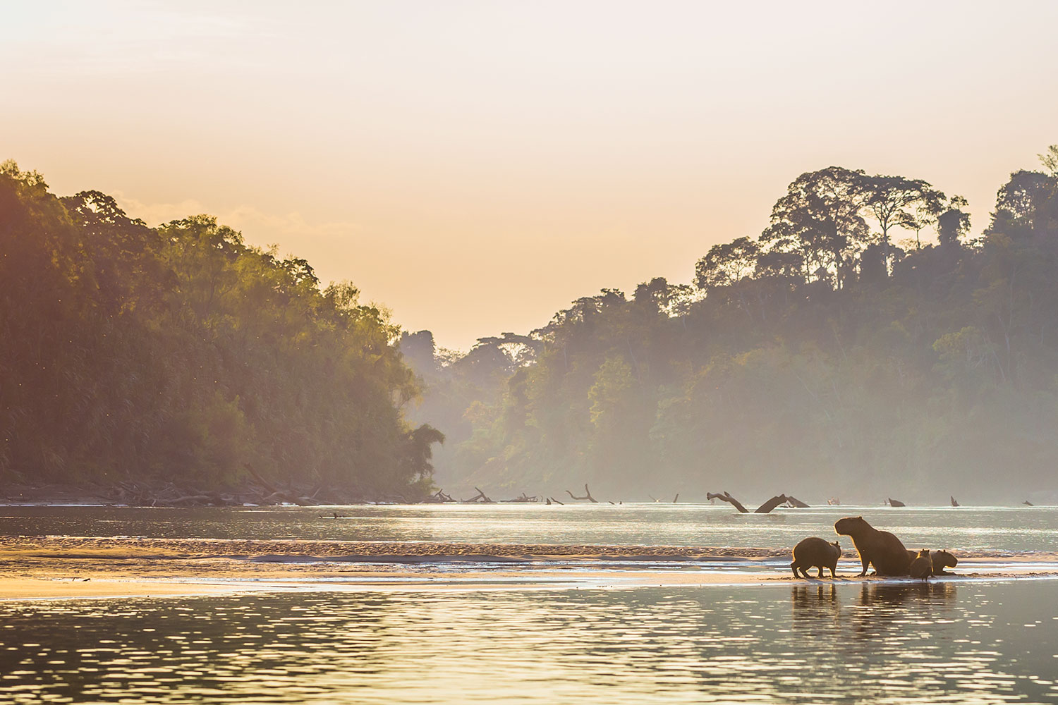 Collpa Chuncho de Guacamayos y Lago Sandoval (3 días) turismo