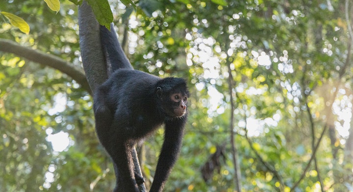 Collpa Chuncho de Guacamayos y Lago Sandoval (4 días) excursión