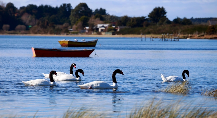 Swans in Caulin