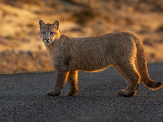 Imagen Tour Avistamiento de Pumas en Puerto Natales & Torres del Paine Búsqueda de Pumas