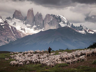Imagen Full Day Estancia Cerro Guido en Puerto Natales & Torres del Paine Corderos en Torres del Paine