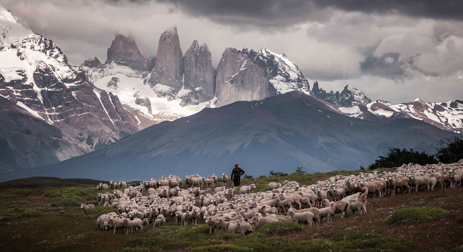 Corderos en Torres del Paine