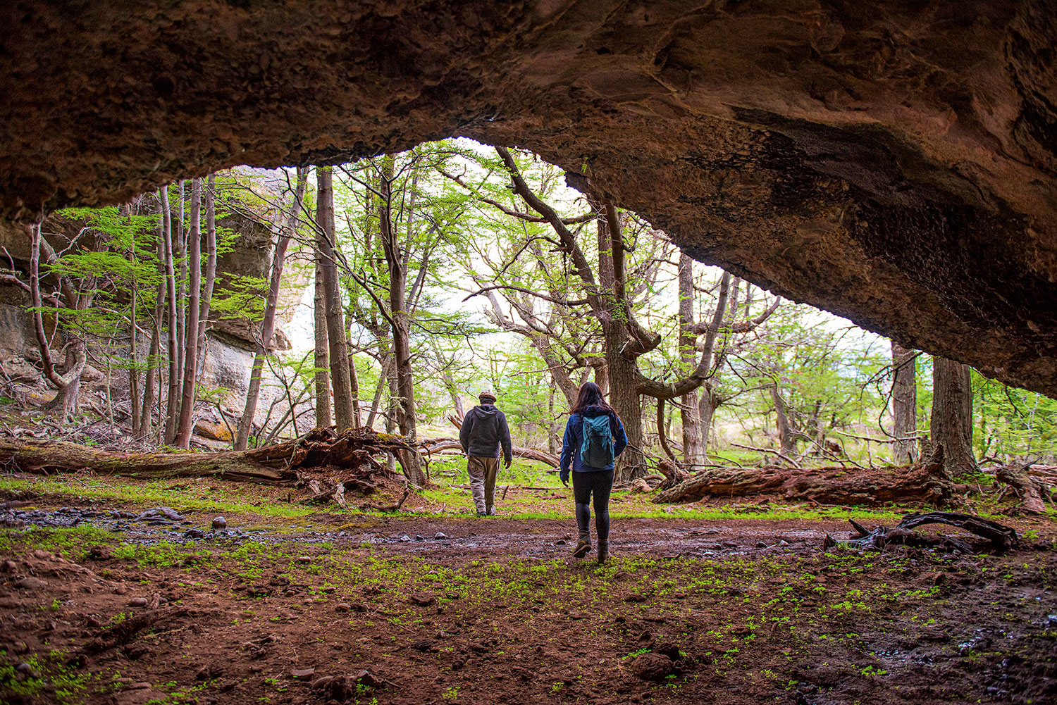 Personas en bosque patagónico