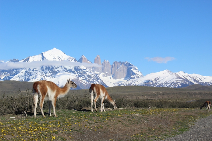 Guanacos en Torres del Paine