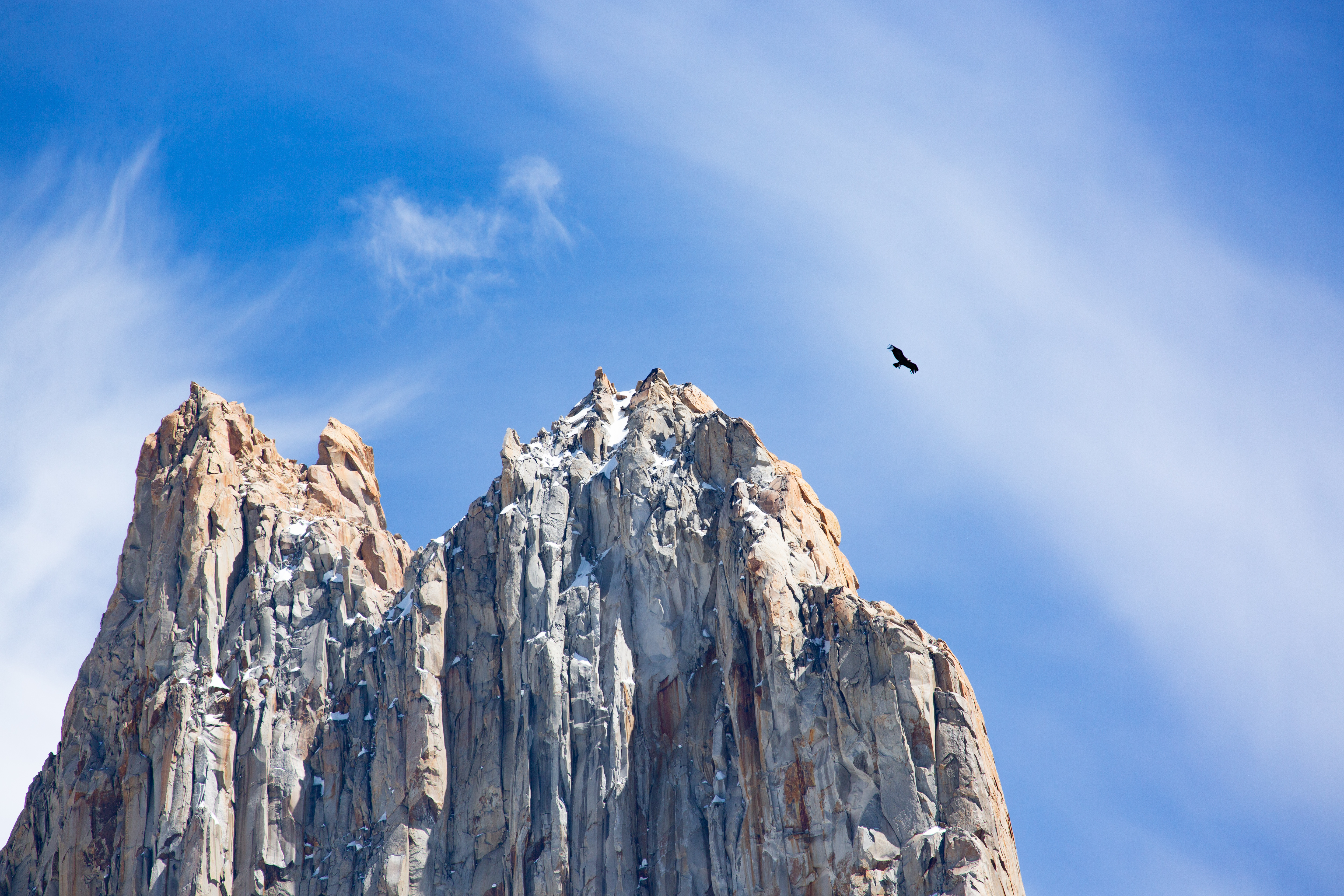 Cóndor en montañas