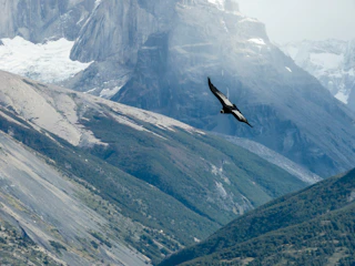 Imagen Avistamiento de Cóndores en Puerto Natales & Torres del Paine Cóndor volando