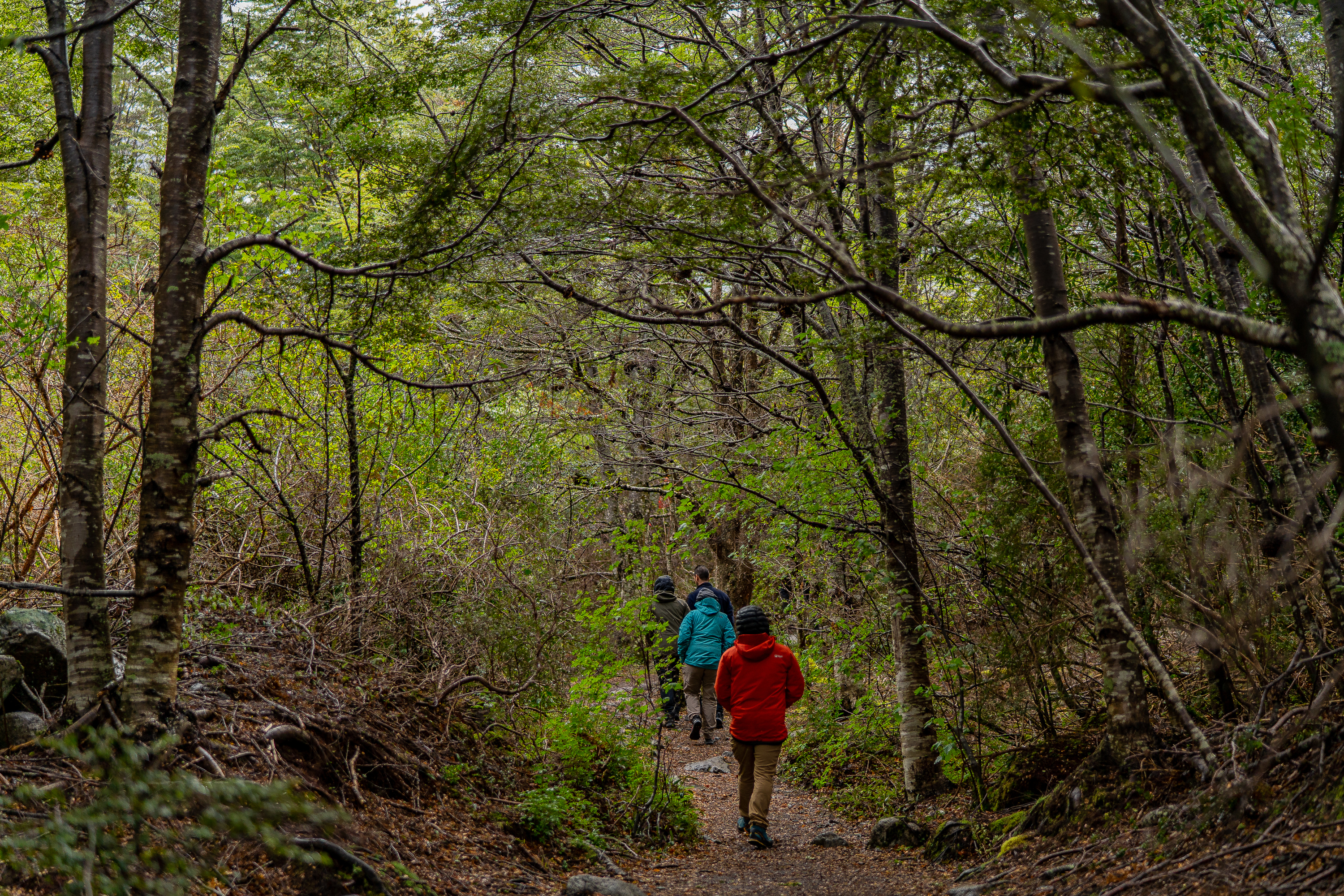 Personas en el sendero al glaciar Serrano
