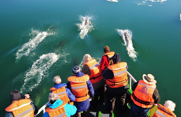 navegando con delfines en la travesía Crucero Skorpios: Ruta Kaweskar