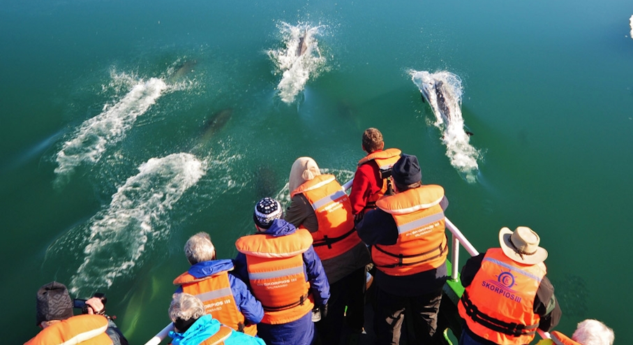 navegando con delfines en la travesía Crucero Skorpios: Ruta Kaweskar
