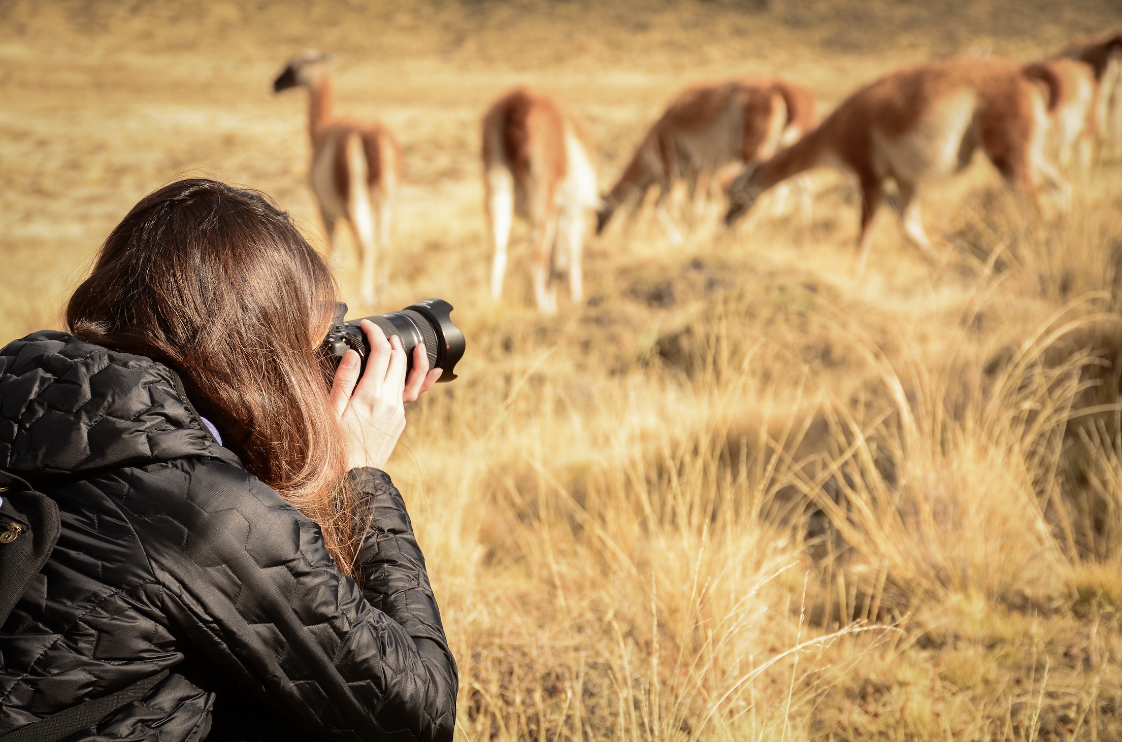 Fotografiando Guanaco en Torres del Paine
