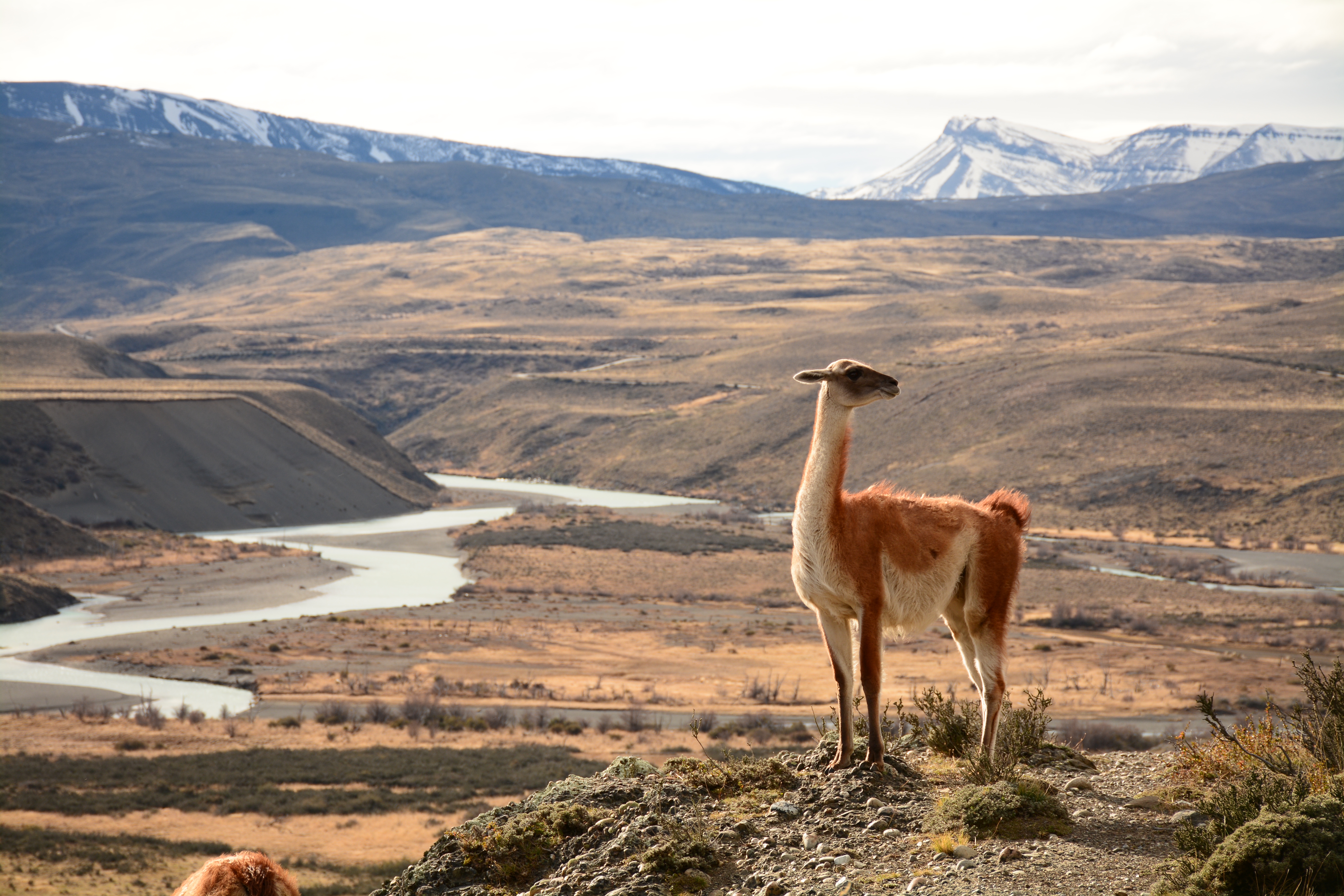 Guanaco en porterías Torres del Paine