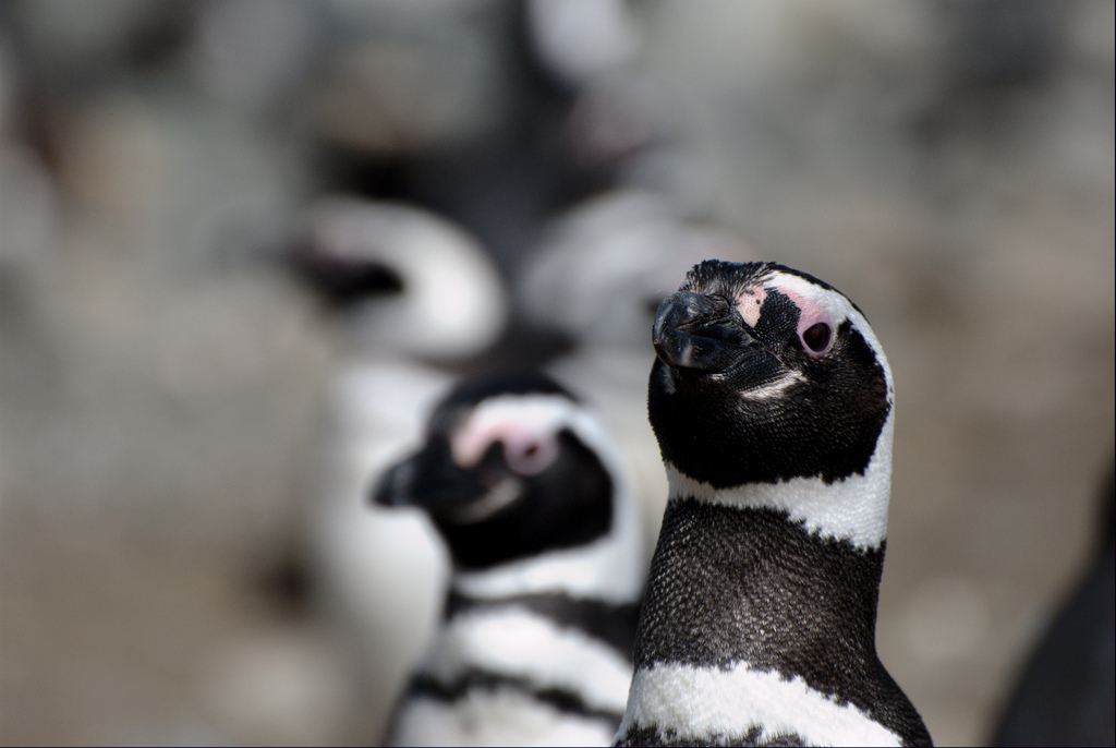 Navegación Isla Magdalena