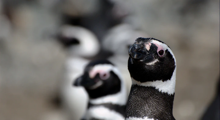 Navegación Isla Magdalena
