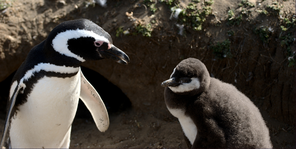 Pingüino magallánico