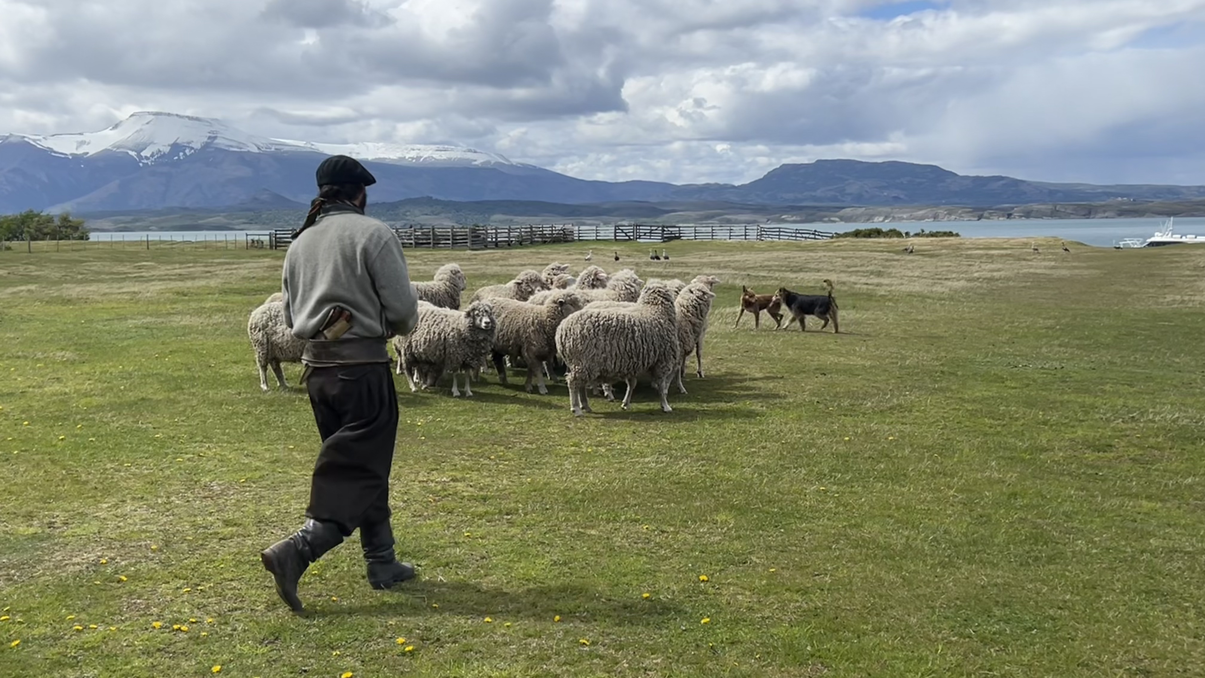 Ovejas y perros ovejeros