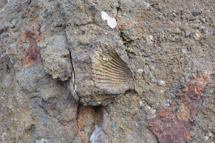 Fósiles marinos en Patagonia