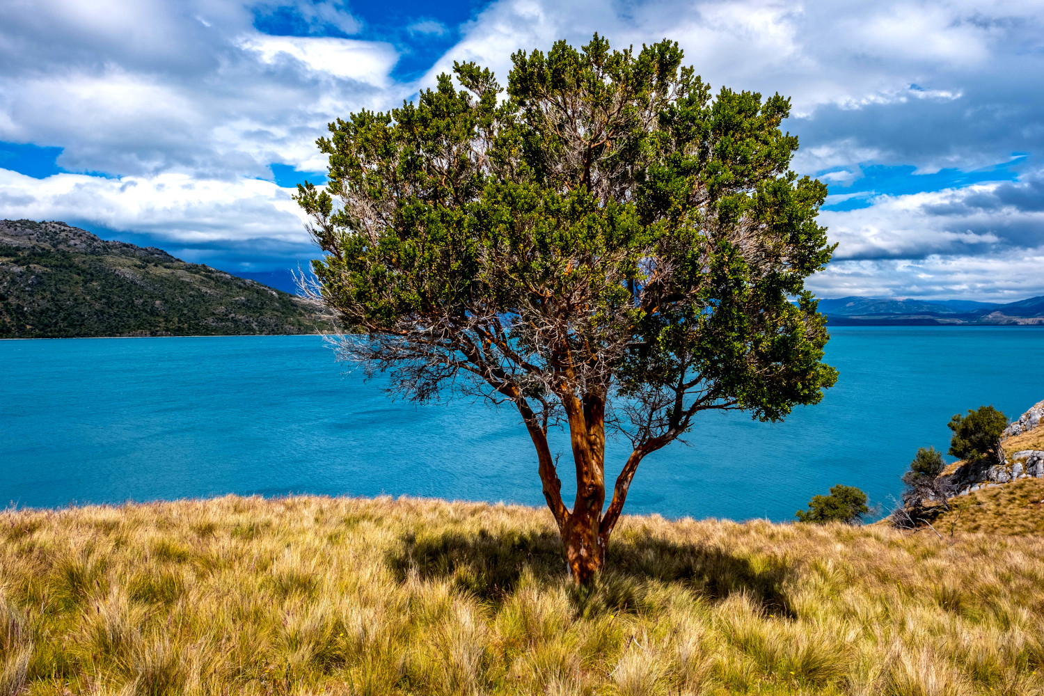 Árbol y lago Buenos Aires
