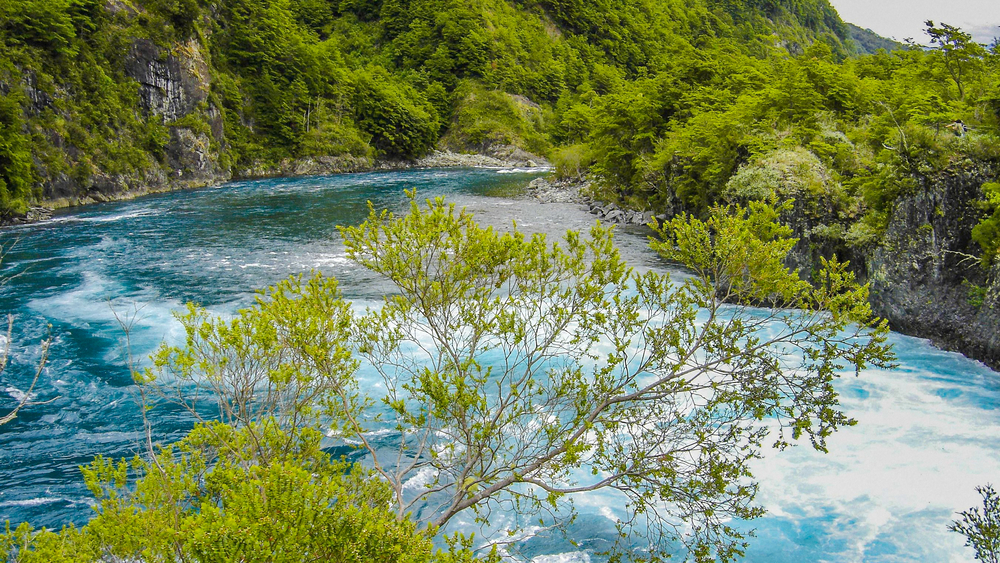 Bosque nativo rodeando las aguas turquesas del río Petrohue