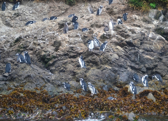Pingüineras de Puñihuil