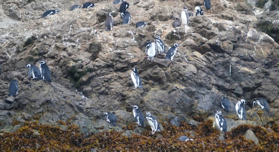 Pingüineras de Puñihuil 