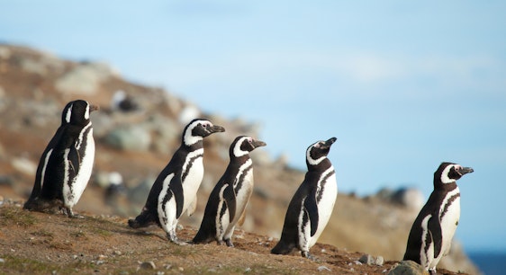 Pingüineras de Puñihuil tour