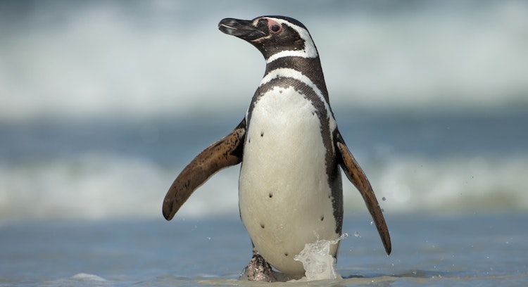 Pingüinos Magallánicos y de Humboldt
