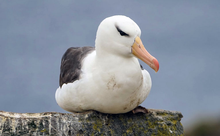 Albatroz de ceja negra