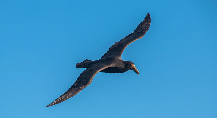 Imagen Navegación Fauna Marina y Cabo Froward en Punta Arenas